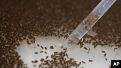 FILE - A technician from the British biotec company Oxitec, inspects the pupae of genetically modified Aedes aegypti mosquitoes, a vector for transmitting the Zika virus, in Campinas, Brazil.