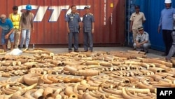 This photo taken on Dec. 13, 2018 shows Cambodian Customs and Excise Officials looking at ivory seized from a shipping container at the Phnom Penh port.