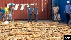 This photo taken on December 13, 2018 shows Cambodian Customs and Excise Officials looking at ivory seized from a shipping container at the Phnom Penh port.