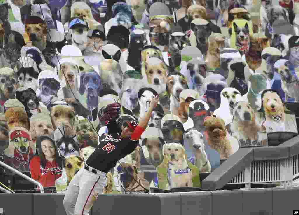 A foul ball by Atlanta Braves&#39; Freddie Freeman is gone to the dogs in left field as Washington Nationals outfielder Juan Soto hits the wall trying to make the play during the eighth inning of a baseball game in Atlanta, Georgia, Aug. 18, 2020.