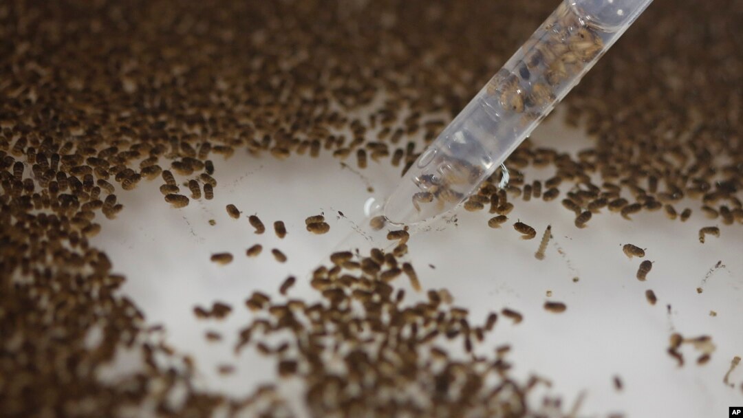 Seorang peneliti perusahaan bioteknologi Inggris memeriksa kepompong (pupa) nyamuk Aedes aegypti yang sudah dimodifikasi (foto: dok). 