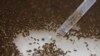 WHO Recommends Genetically Modified Insects to Fight Zika