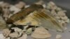 Gigi Hiu Raksasa Prasejarah Hilang Dicuri di Australia