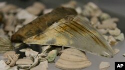 FILE - A prehistoric megalodon shark tooth is seen in a April 26, 2013, photo.