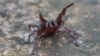 Study: Australian Spider Venom Could Save Heart Attack Victims