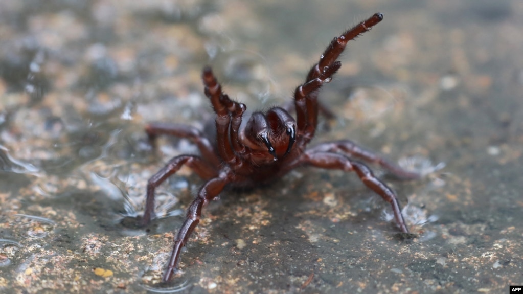 An undated and handout photo received from The Australian Reptile Park March 24, 2021, shows a deadly funnel web spider.