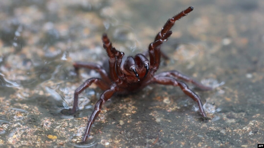 An undated and handout photo received from The Australian Reptile Park March 24, 2021, shows a deadly funnel web spider.
