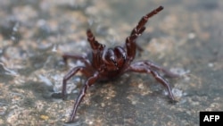 An undated and handout photo received from The Australian Reptile Park March 24, 2021, shows a deadly funnel web spider.