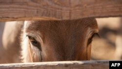 Donkey 