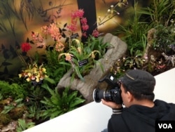 A visitor takes a photo of some of the thousands of orchids being featured at a new exhibit at the U.S. Botanic Garden in Washington, March 8, 2016. (J. Taboh/VOA)