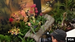 A visitor takes a photo of some of the 5,000 orchids being featured at an exhibit at the U.S. Botanic Garden in Washington, March 8, 2016. (J. Taboh/VOA)