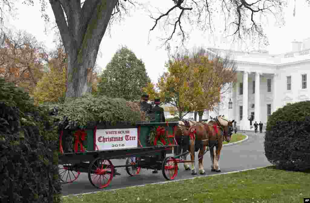 Pohon Natal resmi Gedung Putih tiba dengan diantar oleh kereta kuda di Gedung Putih, Washington DC.