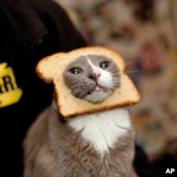 This cat can’t be happy about this “breaded” photo op in which it found itself.