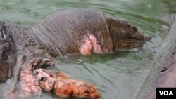 Kura-kura raksasa yang langka ini, terluka di luka dan kakinya dan masih berada di danau Hoan Kiem di Hanoi, Vietnam.