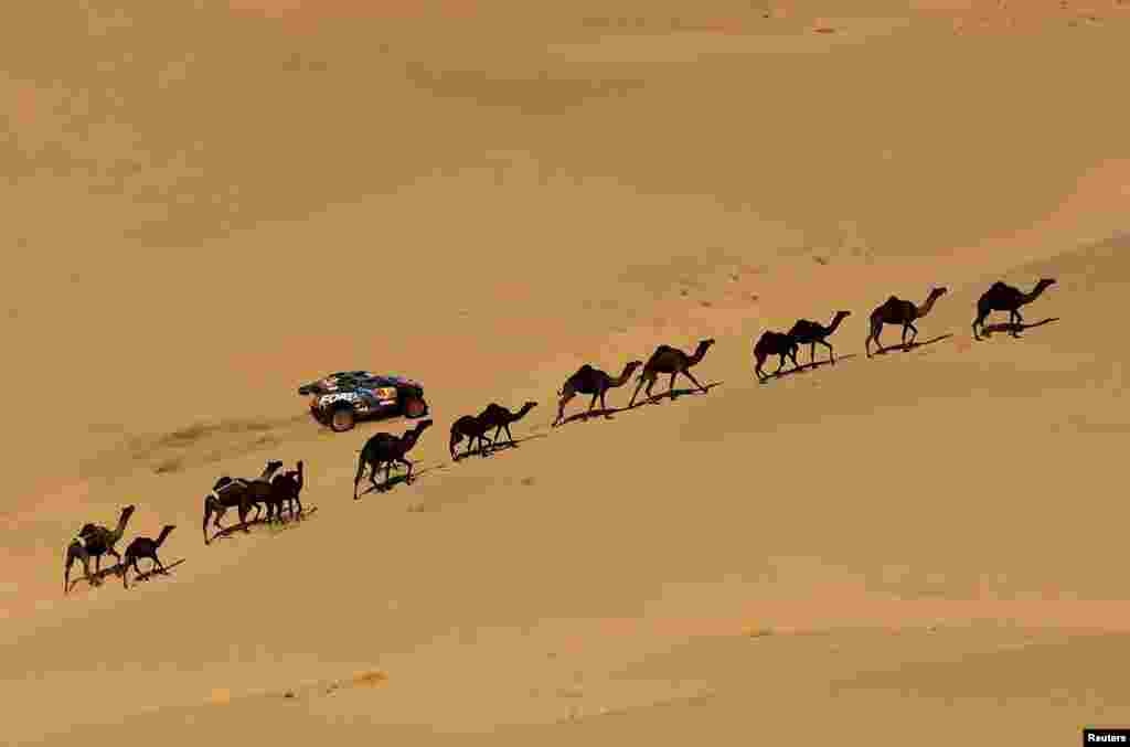 Camels walk along the desert as Ford M-Sport&#39;s Carlos Sainz and Lucas Cruz compete during the stage 2 Dakar rally between Bisha and Bisha in Saudi Arabia.