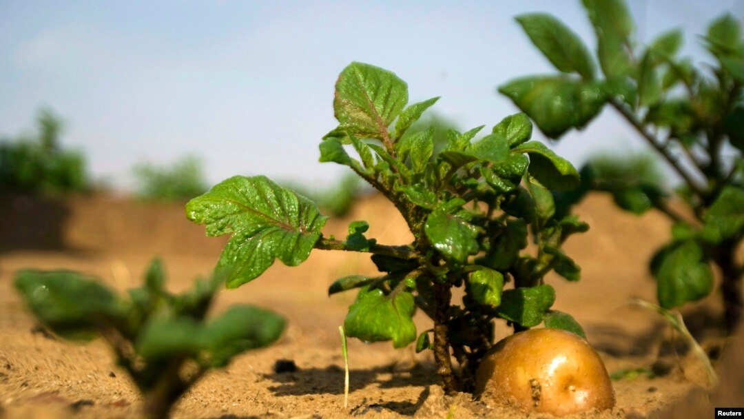 FILE - A potato grows in a field irrigated by recycled wastewater in Kibbutz Magen in southern Israel.