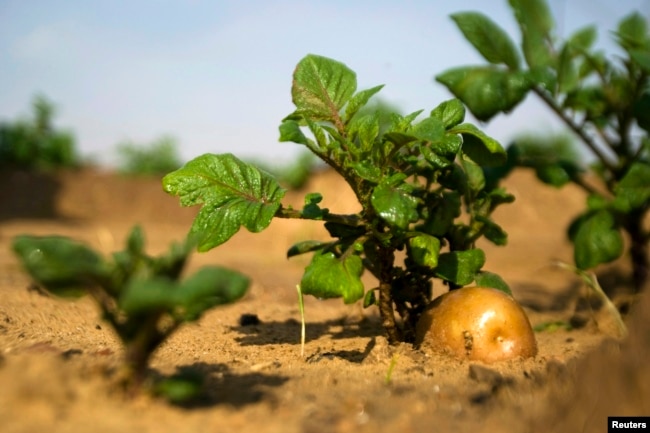 FILE - A potato grows in a field irrigated by recycled wastewater in Kibbutz Magen in southern Israel.