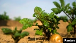 FILE - A potato grows in a field irrigated by recycled wastewater in Kibbutz Magen in southern Israel.