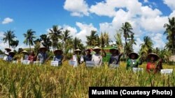 Panen raya padi metode SRI di Sumba Timur, 25 April 2019 (courtesy: Muslihin)