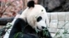 El panda Bei Bei dice adiós a Washington