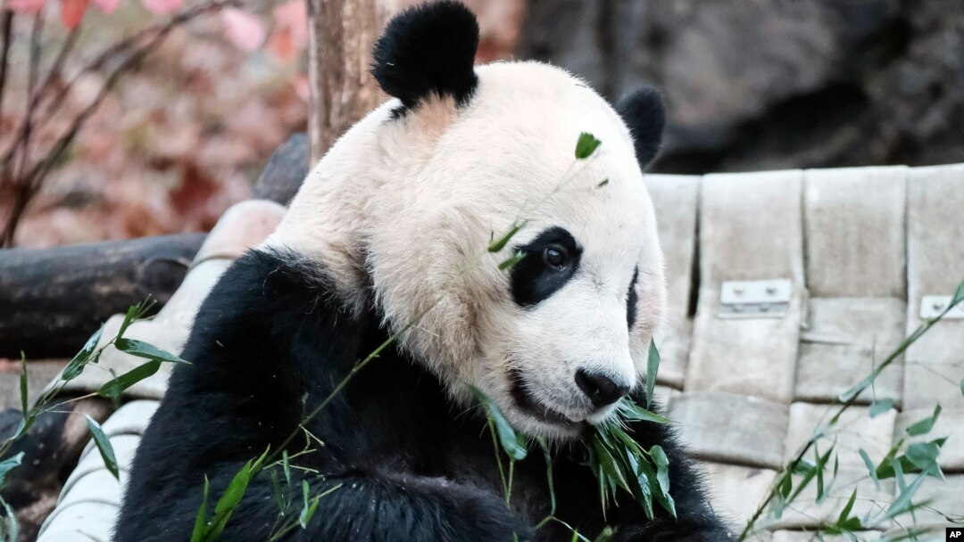 Bei Bei, el panda gigante de 4 años que era una de las principales atracciones del zoológico de Washington DC, fue trasladado a China la mañana del martes 19 de noviembre de 2019, como parte de un acuerdo de conservación de la especie con ese país.