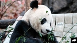 Bei Bei, el panda gigante de 4 años que era una de las principales atracciones del zoológico de Washington DC, fue trasladado a China la mañana del martes 19 de noviembre de 2019, como parte de un acuerdo de conservación de la especie con ese país.