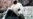 El panda Bei Bei dice adiós a Washington