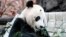 Bei Bei, el panda gigante de 4 años que era una de las principales atracciones del zoológico de Washington DC, fue trasladado a China la mañana del martes 19 de noviembre de 2019, como parte de un acuerdo de conservación de la especie con ese país.