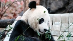 El zoológico de Washington DC. despide con emoción a sus habitantes más queridos y visitados
