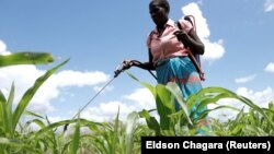 Umlimi wemaphandleni.