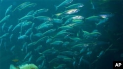 A school of Pacific Jack Mackerel off Santa Catalina Island