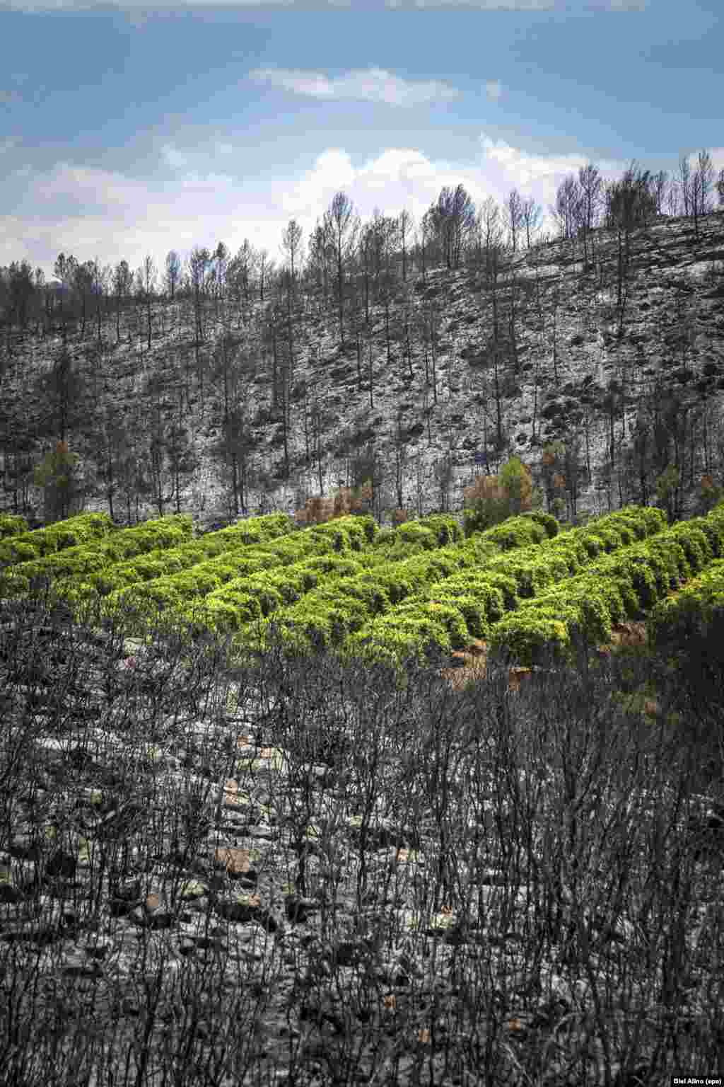 Foto udara pemandangan pohon-pohon yang hangus pasca kebakaran hutan di Carcaixent, Valencia, Spanyol.&nbsp;
