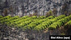 Une vue générale sur la forêt touchée par un incendie à Carcaixent, Valence, Espagne, 18 juin 2016. 