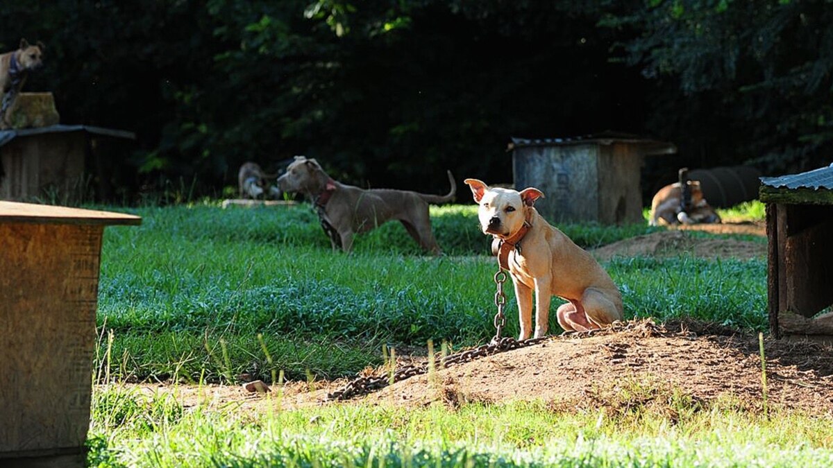 US Sentences 8 for 'Extraordinarily Cruel' Dog Fighting Ring