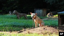 FILE - Dogs sit at a home in Auburn, Ala., in this photo provided by the ASPCA. A federal and state investigation into dog fighting and gambling has resulted in the arrest of 12 people from Alabama, Georgia, Mississippi and Texas, Aug. 23, 2013.