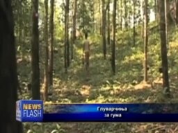 Гума од глуварчиња
