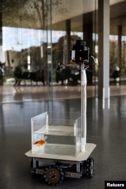 A goldfish navigates on land using a fish-operated vehicle developed by a research team at Ben-Gurion University in Beersheba, Israel, January 6, 2022. Picture taken January 6, 2022. (REUTERS/Ronen Zvulun)