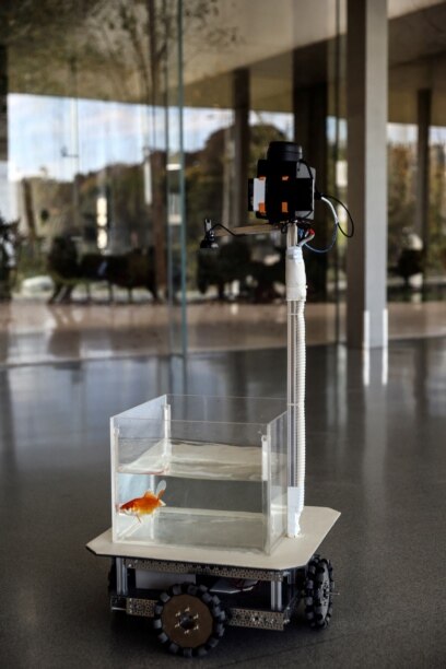 Scientists taught a goldfish to drive a car, and the research could one day  help astronauts in space - BBC Science Focus Magazine