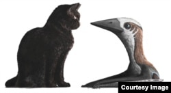 Small-bodied pterosaur compared to domestic cat. (Mark Witton, University of Southampton)