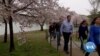 Washington Authorities Urging People to Reconsider Visits to See Cherry Blossoms 