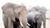 AWF Launches Anti-poaching Fund