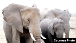Hàng năm, có khoảng 35.000 con voi bị giết bởi những kẻ săn trộm. (Ảnh: AWF)