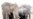 AWF Launches Anti-poaching Fund
