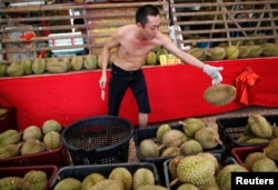 A durian seller throws a durian back into a basket at his stall in Geylang, Singapore July 16, 2013. A group of National University of Singapore (NUS) researchers have successfully produced wine, from the tropical fruit that has a pungent aroma that is mo