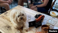 Seekor anjing di "After Bark", bar yang juga membuat koktail untuk anjing, di London, Inggris, 22 Juli 2021.
(REUTERS/Tara Oakes)