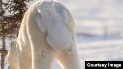 The Comedy Wildlife Photography Awards 2017, Daisy Gilardini, Vancouver, Canada. Hitching a ride. Polar bear mother with cub. (Comedy Wildlife Photo Awards)