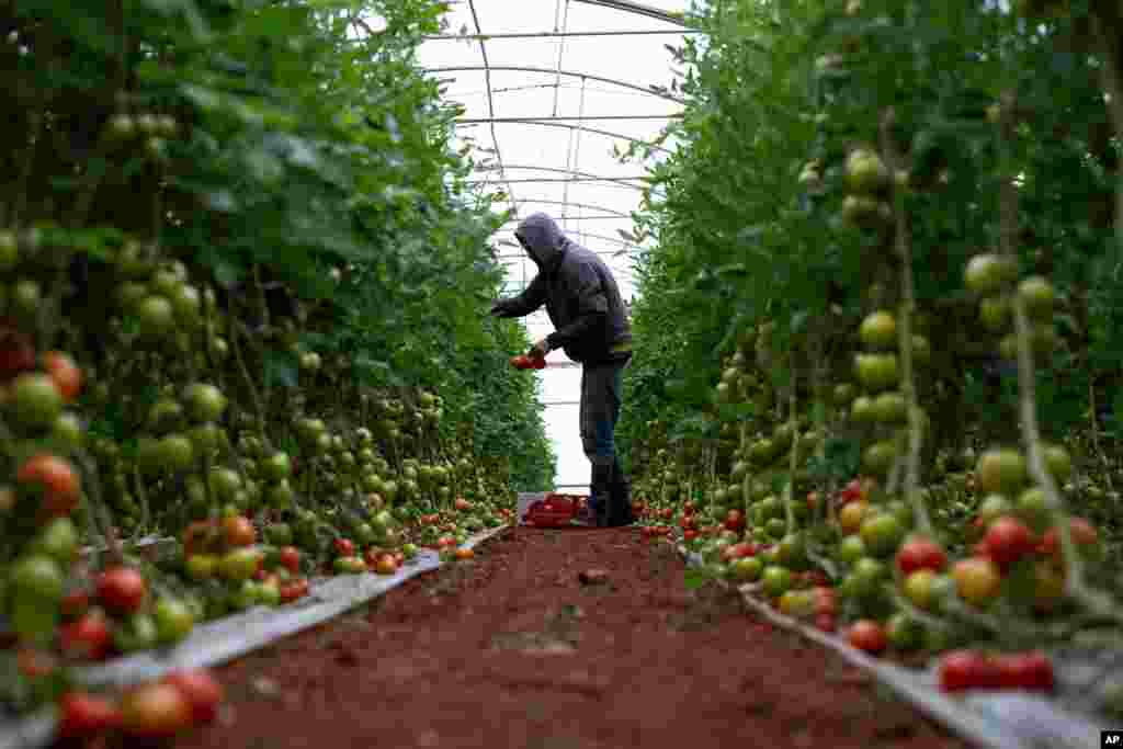 یک کشاورز فلسطینی در حال برداشت محصول گوجه فرنگی در کرانه باختری رود اردن. کرانه باختری زمین‌های کشاورزی حاصل‌خیزی دارد.
