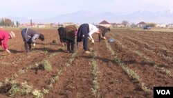 Albania farming