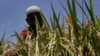 Climate Change Threatens World Food Production