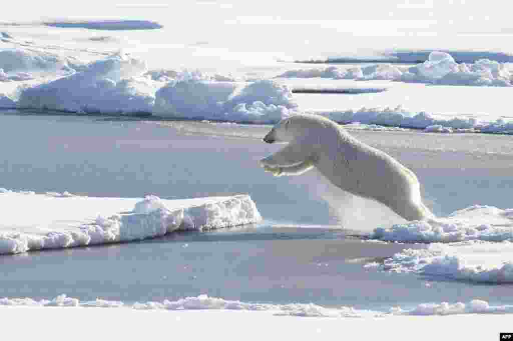 This U.S. Coast Guard photo shows a polar bear observed off the stern of Coast Guard Cutter Healy, while it is underway on a mission in the Arctic Ocean in support of Geotraces. Geotraces is Healy's second science mission of the summer, and is an international effort to study the distribution of trace elements in the world's oceans.